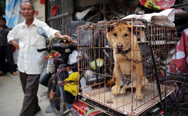 lợi thế nuôi chó thịt